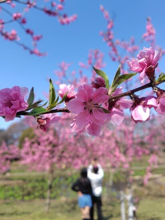 おはようございます。
