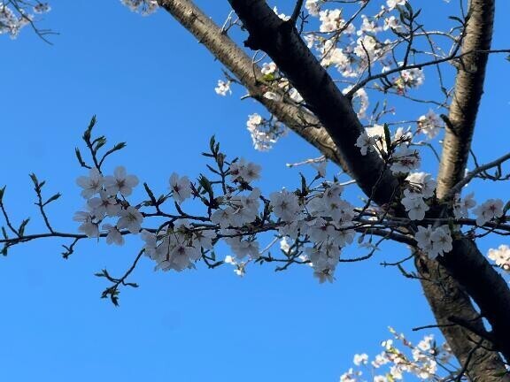 [お題]from:ミートボールさん