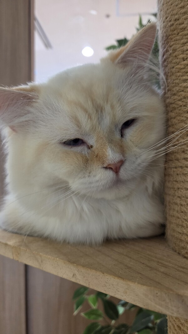 おはにゃん🐾
