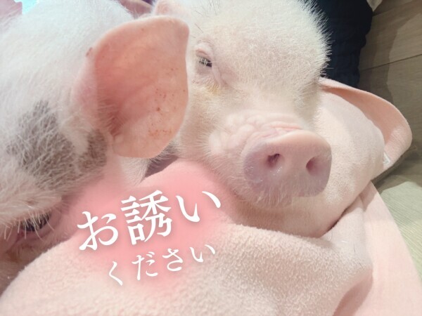 ぶひぶひいわせてやんぜー！