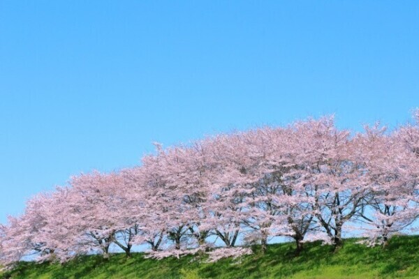 3月25日(火)本日出勤します🌸