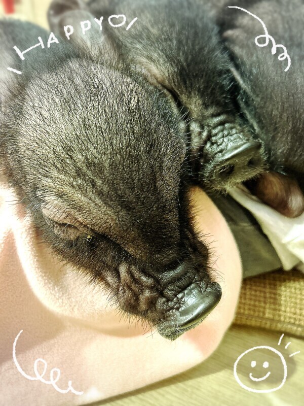 🐷カフェ