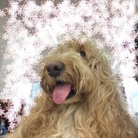 せり