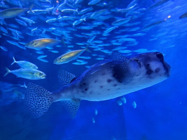 ちんぷんかんぷん…