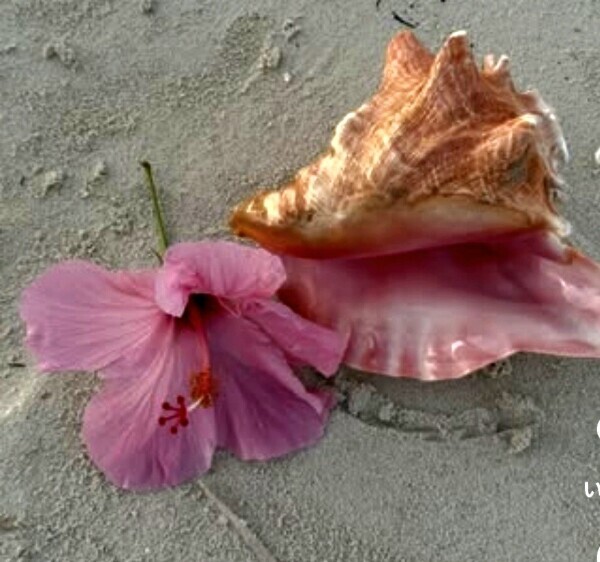 ♥️おはようございます♥️