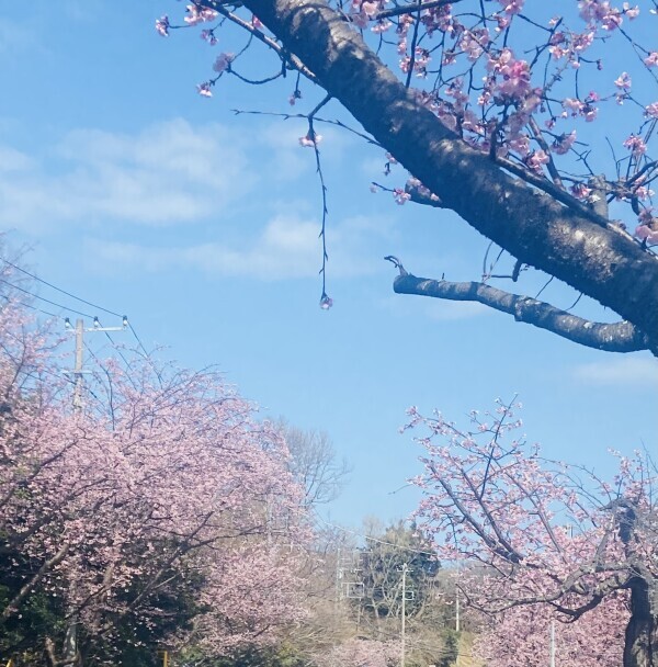本日はご予約ありがとうございます❣️🌸