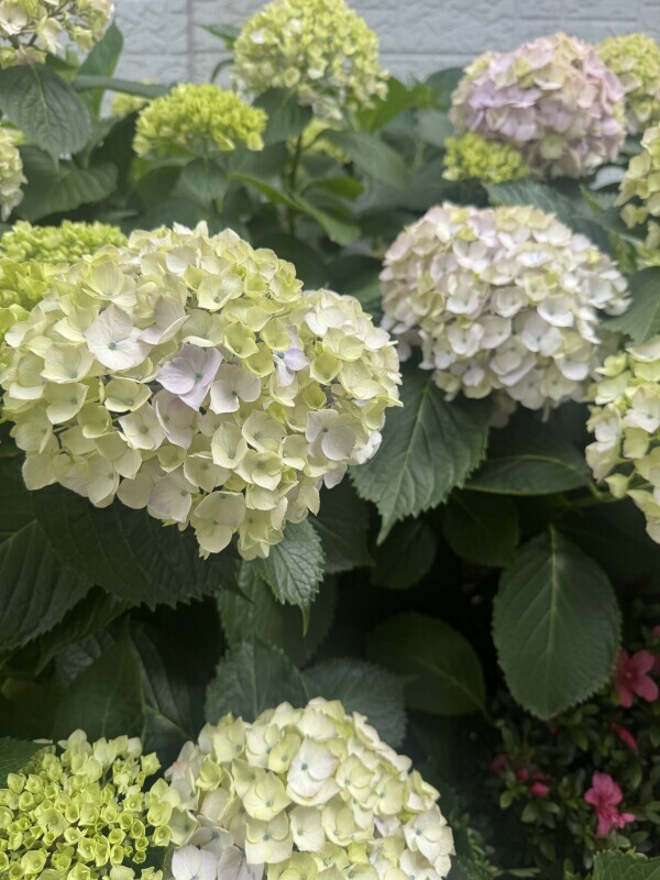紫陽花