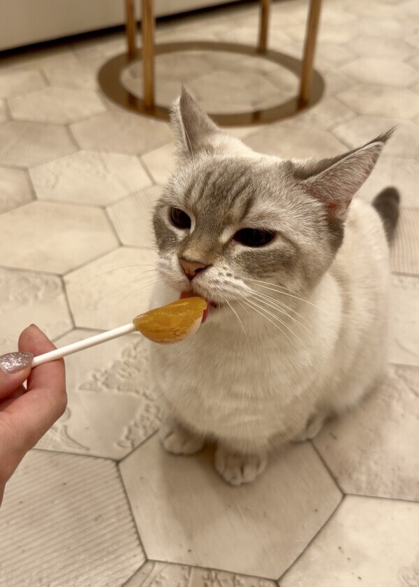 ♡ にゃん ♡﻿