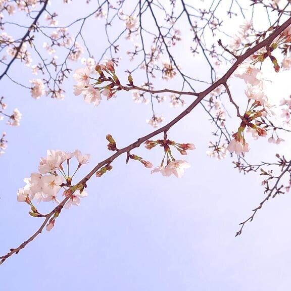 桜の季節?