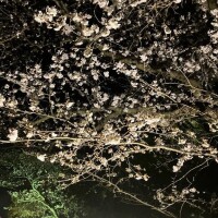 ニヤ