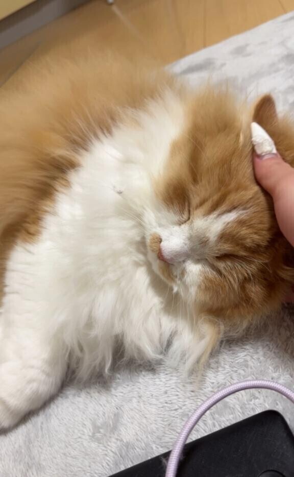 今日直来できてくれたお兄様?