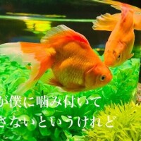 朝からユリ?さよならエレジー
