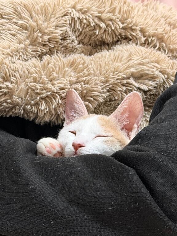 シフト出したよ????