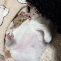 明日から出勤だよ～?