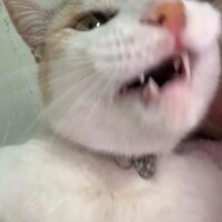 ごめんなさい?
