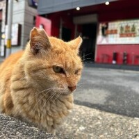 ラムネ