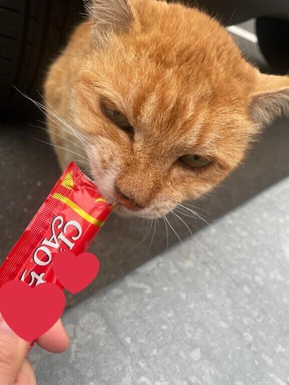 チャチャ丸