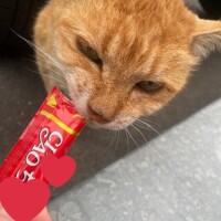 チャチャ丸