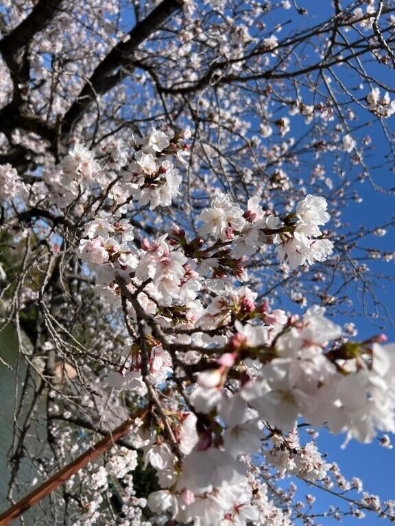 桜満開?