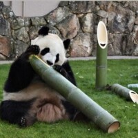 ダウト