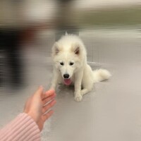 さき