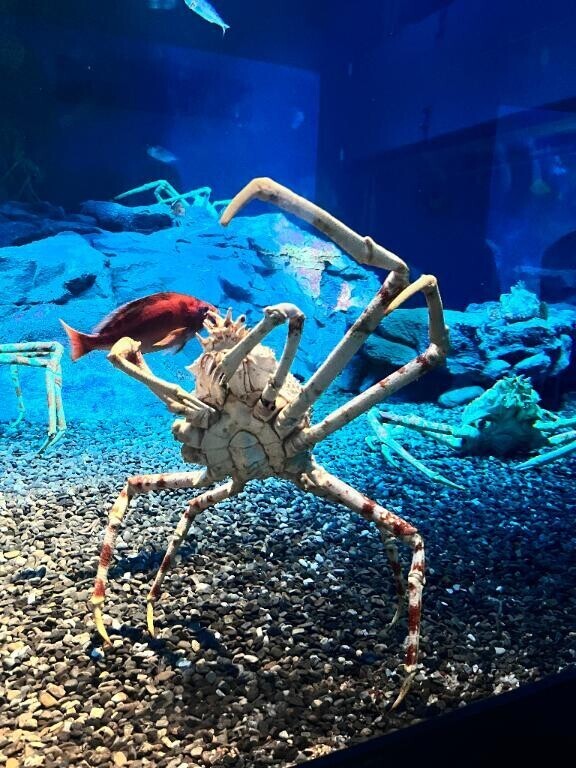 骨髄ドナー