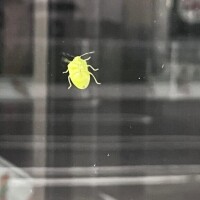 夏休み出稼ぎ第1弾御礼