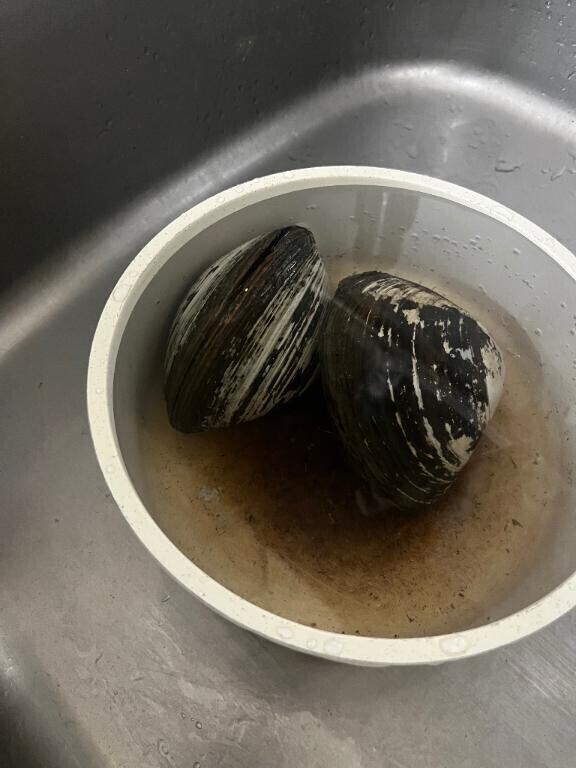 ポリネシアン期末対策