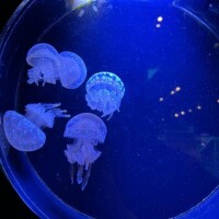 さやか