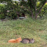 ゆめ