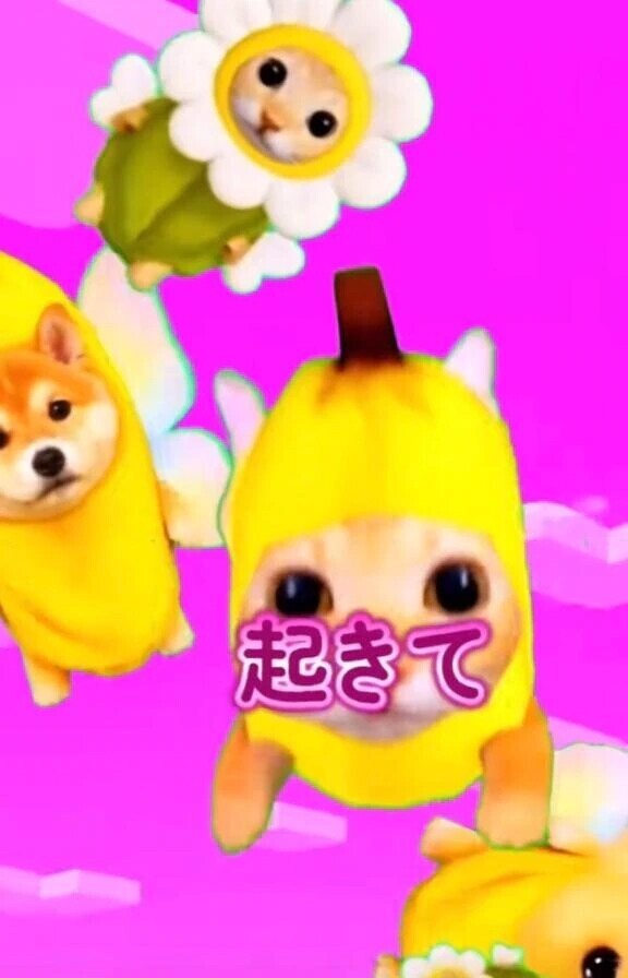 起きてー