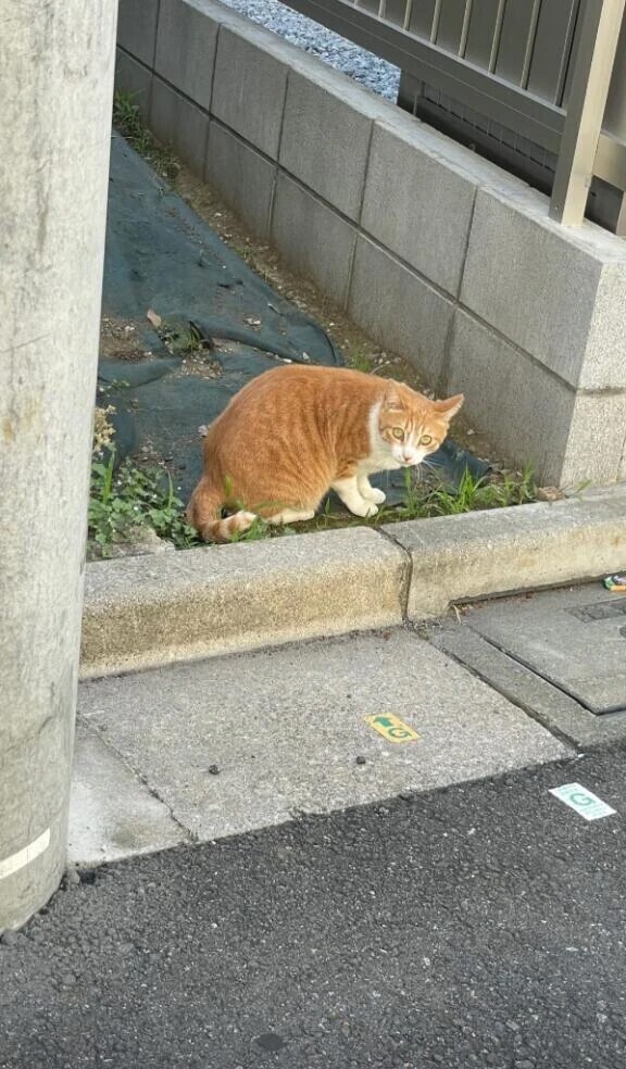 お散歩中に出会った🐈‍⬛ ͗
