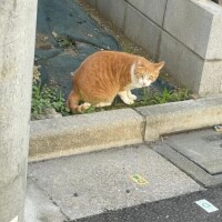 お散歩中に出会った🐈‍⬛ ͗