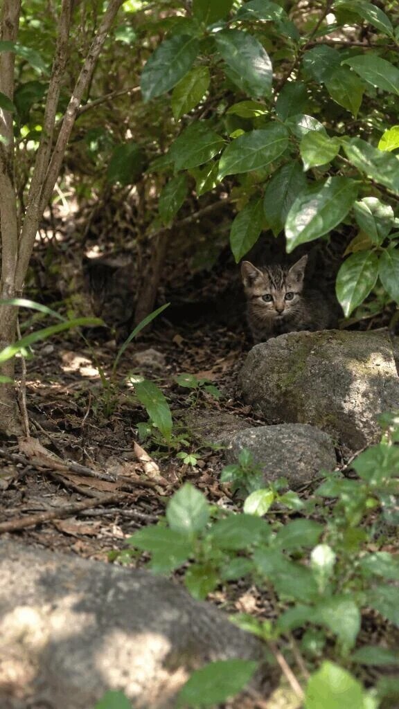 保護猫活動♡
