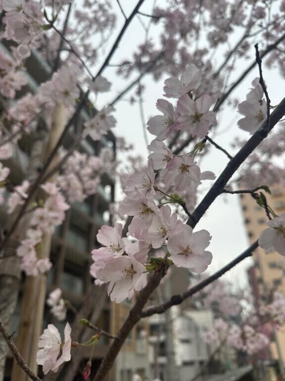春だね