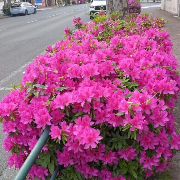 出勤しました