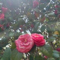 本日までお休み頂きます。