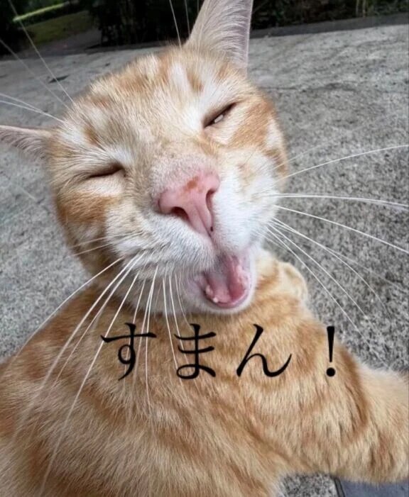 連投おまん失礼します。