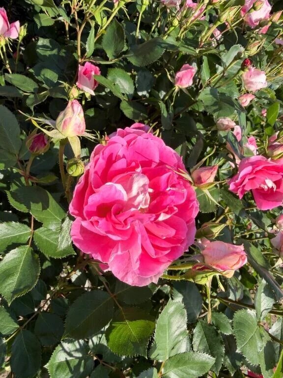 ♡明日のご案内♡