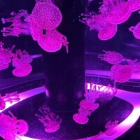 ねむ