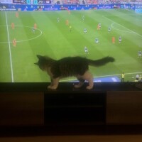 はちです