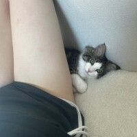 はちです
