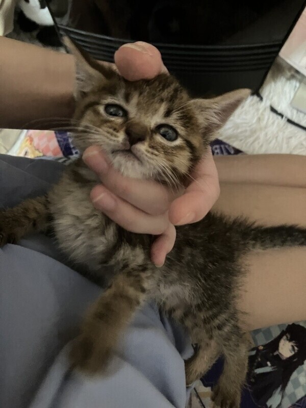 しゅっきーん！！