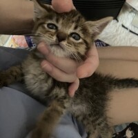 しゅっきーん！！