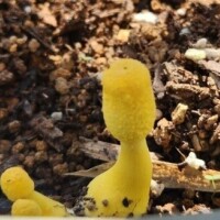 見た人は幸せになれます