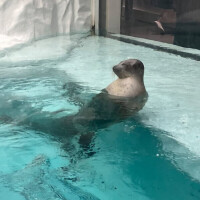 はち