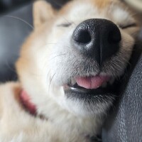 なんかりんかさ、……