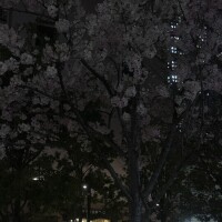 冬終わっちゃった🌸