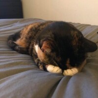 愛沢あずさ