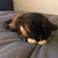 あずさ